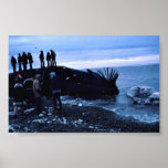 Baleine Posters