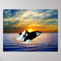 Baleines au coucher du soleil posters