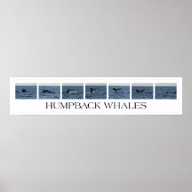 Baleines de bosse posters