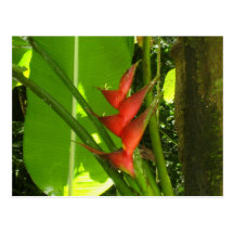Balisier (fleur) - la Martinique, F.W.I. Carte Postale