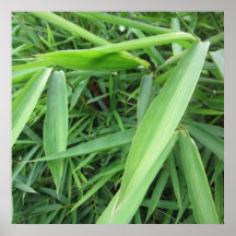 Bamboo Grass Posters