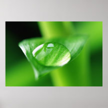 Bambou goutte d'eau posters