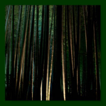 Bambou grand la nuit posters
