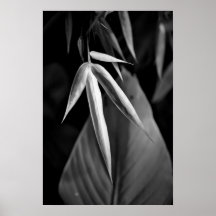 Bambou noir et blanc avec le feuillage tropical posters