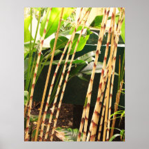 BAMBOU POSTERS