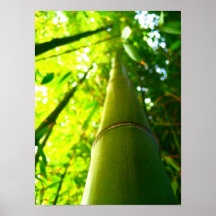 Bambou Poster