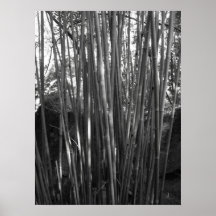 Bambou Posters