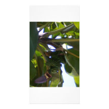 bananiers cartes avec photo