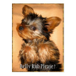 Bande de frottement de ventre pour un Yorkie ? Cartes Postales