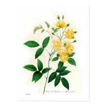 Banksii de Rosa Cartes Postales