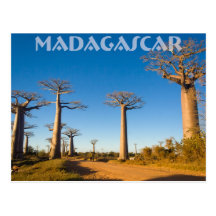 Baobabs de Madagascar Carte Postale