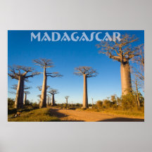 Baobabs de Madagascar Posters