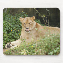 Barbarie Lion-set-1-005 Tapis De Souris