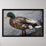 Barbotage de l'affiche de canard de Mallard