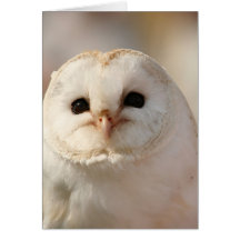 Barny le hibou de grange cartes de vœux