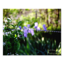 Barrière de barbelé photo sur toile
