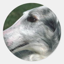 Barzoï, chien-loup russe adhésifs ronds
