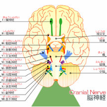 base de Japonais d'image de cerveau (furigana) Photo En Relief