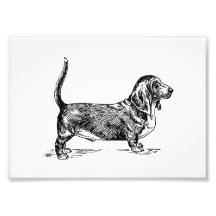 Basset Hound Art Photographique
