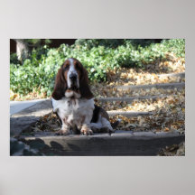 Basset Hound Posters