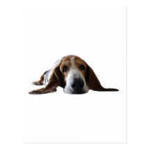 Basset Hound se couchant Cartes Postales