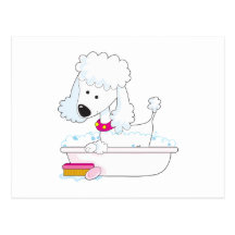 Bath de caniche cartes postales
