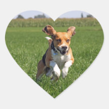 beagle adhésifs