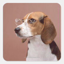 Beagle Autocollants Carrés