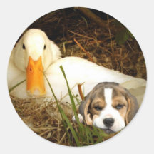 Beagle avec l'autocollant de canard