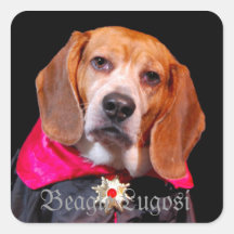 Beagle gothique, autocollant de Lugosi de beagle d