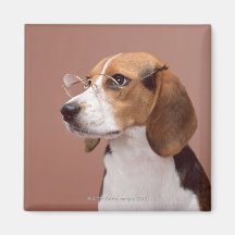 Beagle Magnets Pour Réfrigérateur