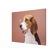 Beagle Toiles Tendues