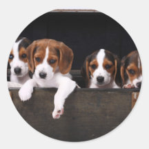 Beagles Autocollants