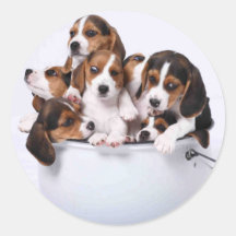 Beagles dans le seau adhésif rond