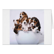 Beagles dans le seau carte de vœux