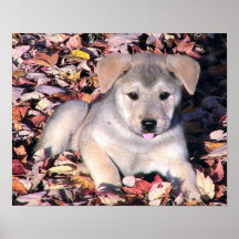 Beau chiot affiches