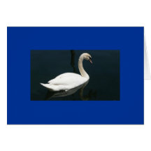 Beau cygne classique cartes