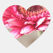 Beau gerbera rose sur le beige autocollants