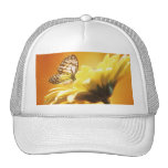Beau papillon sur une fleur casquette
