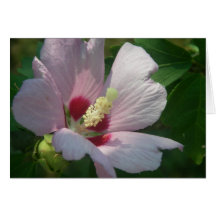Beau rose de carte de voeux de fleur de Sharon