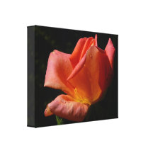 Beau rose de rose toiles tendues sur châssis