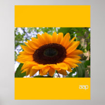 Beau tournesol, grandes frontières jaunes posters