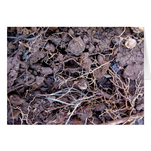 Beauté de la nature 07 carte de vœux