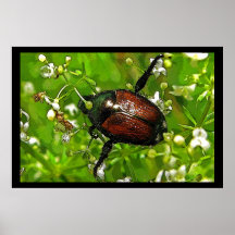 Beauté mauvaise posters