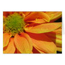 Beauté orange carte