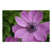 Beauté pourpre impression photographique