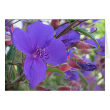 Beautés pourpres cartes