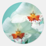 Beaux autocollants tropicaux d'orchidées