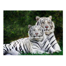 Beaux tigres blancs carte postale