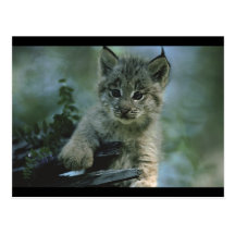 Bébé adorable Lynx Carte Postale